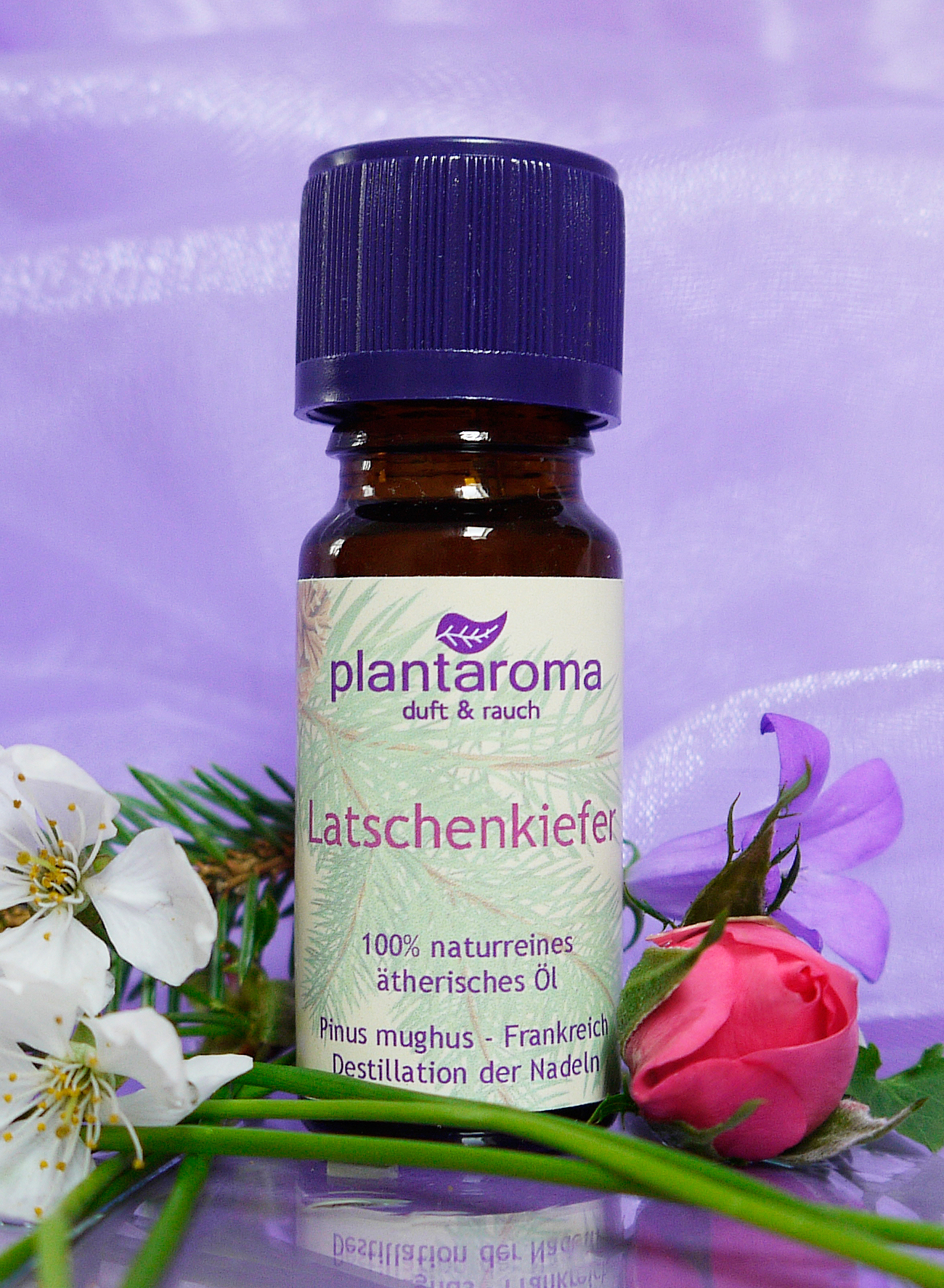 Latschenkiefer, 100 % naturreines ätherisches Öl